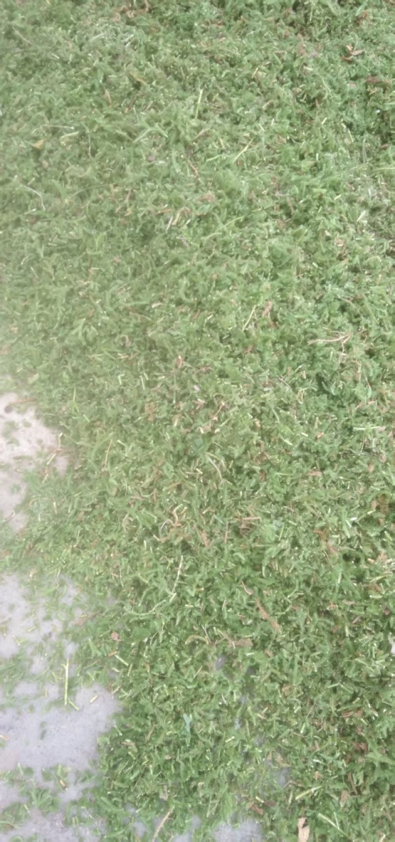 伸筋草