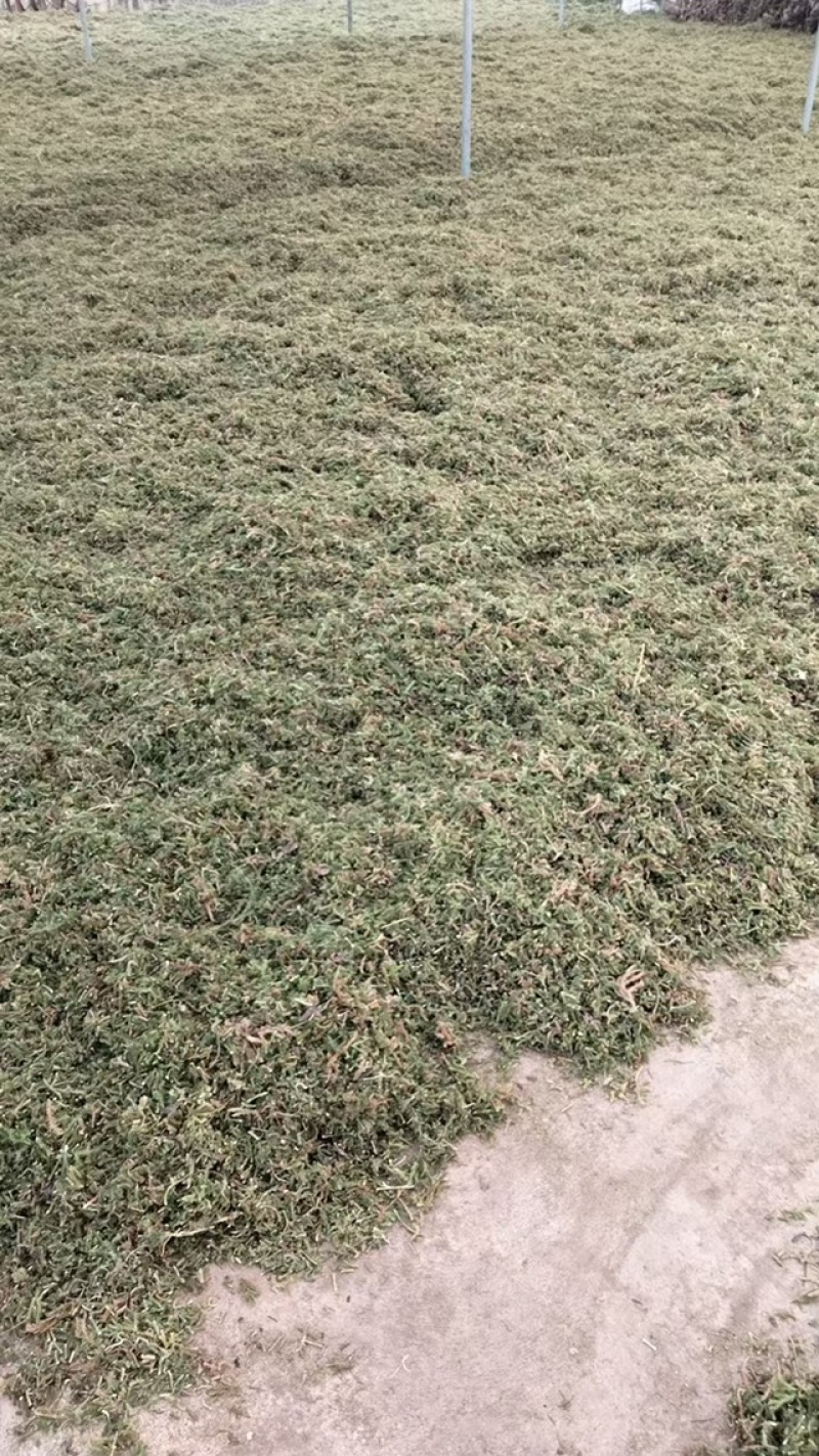 伸筋草