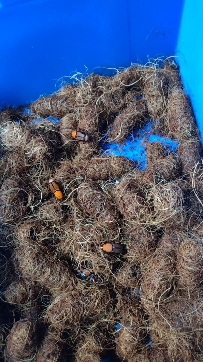 人工繁殖全新甲壳虫一手货源，产地直发，价格优惠，欢迎采购