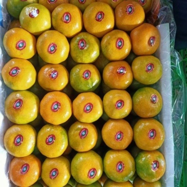 云南精品特早蜜橘大量上市品质保证量大从优一手货源