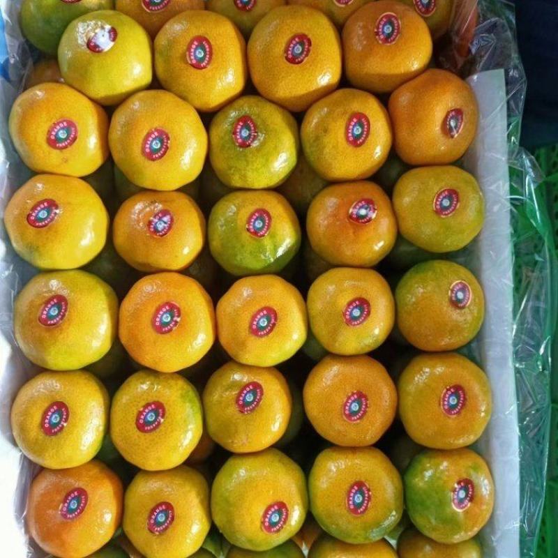 云南精品特早蜜橘大量上市品质保证量大从优一手货源