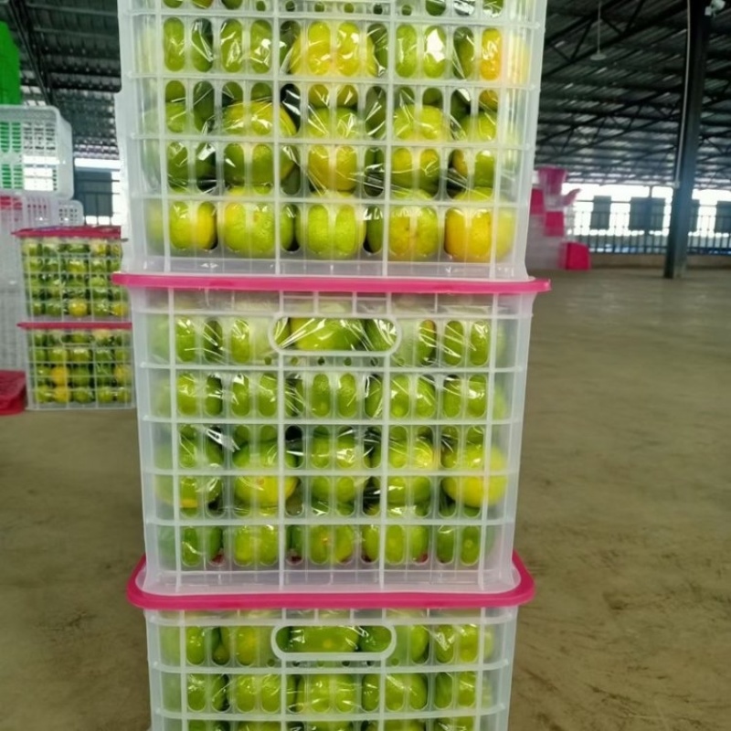 云南精品特早蜜橘大量上市品质保证量大从优一手货源