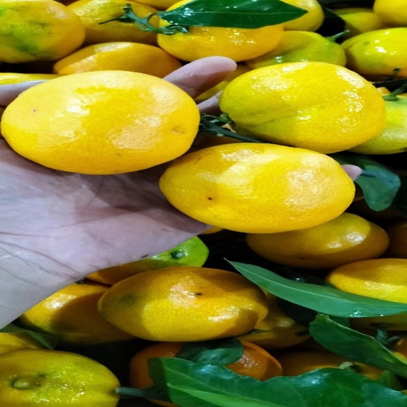 云南精品特早蜜橘大量上市品质保证量大从优一手货源