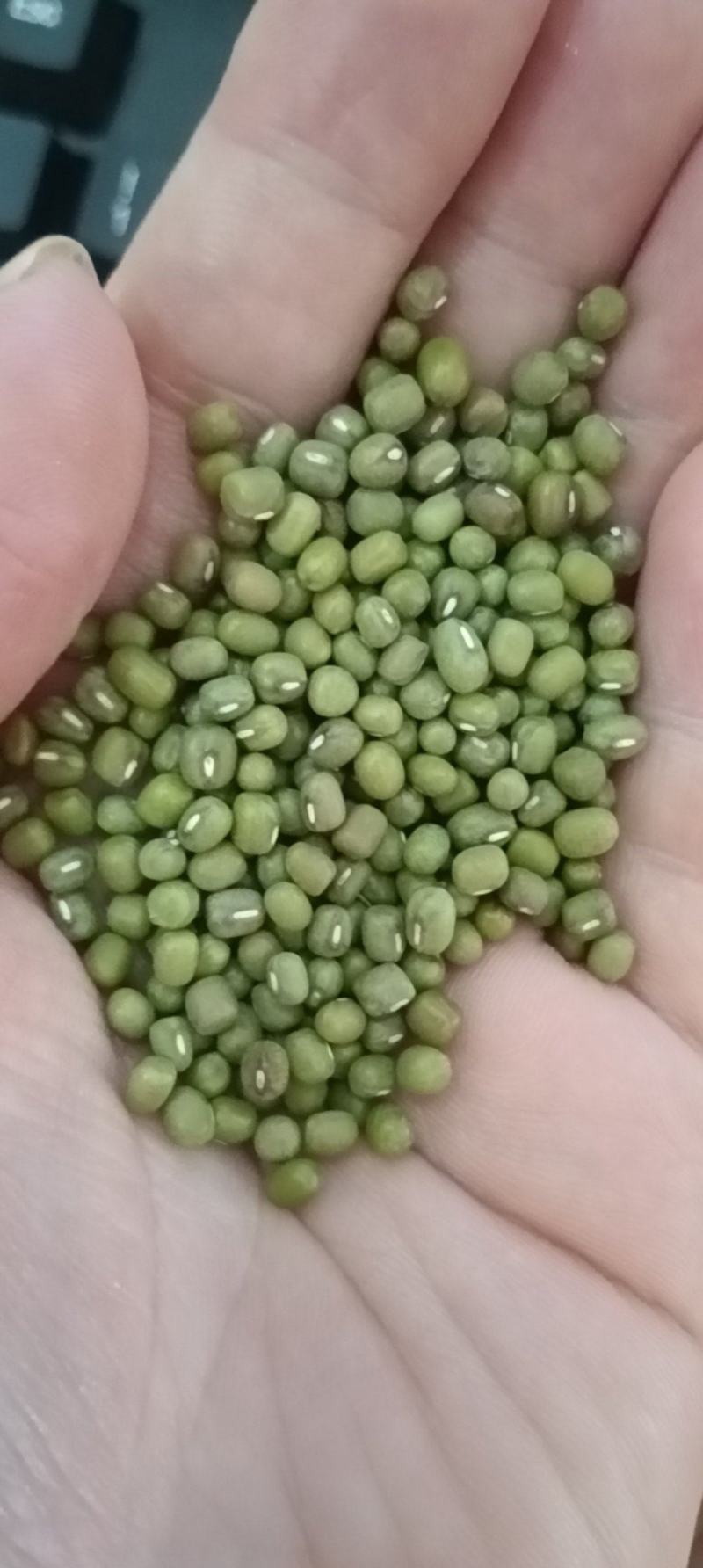 海华农产品小粒毛绿豆