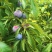 凤凰李，五月脆，果面干净，入口化渣。