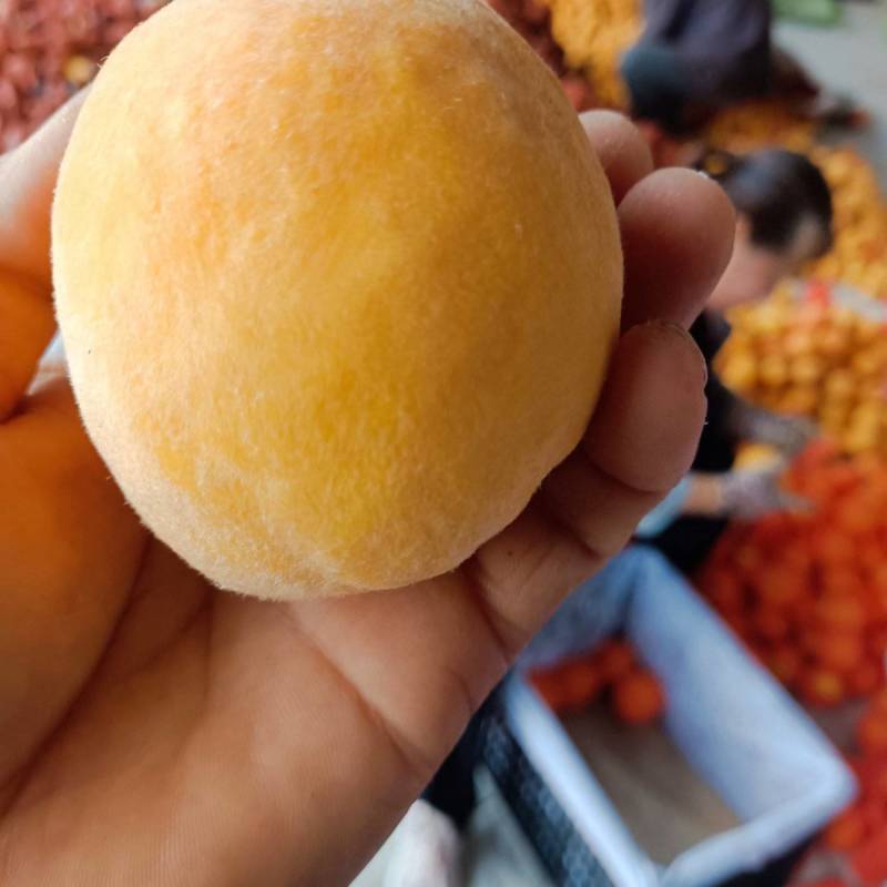 脆甜纸代黄毛桃