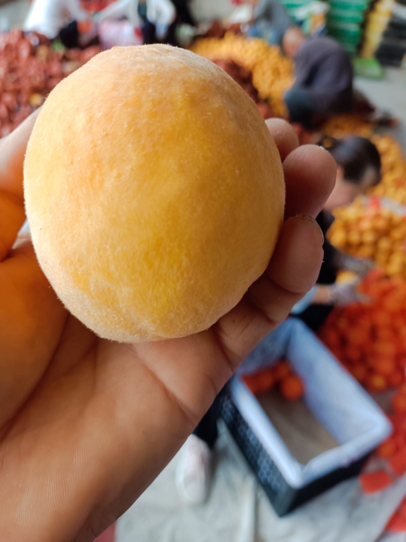 脆甜纸代黄毛桃