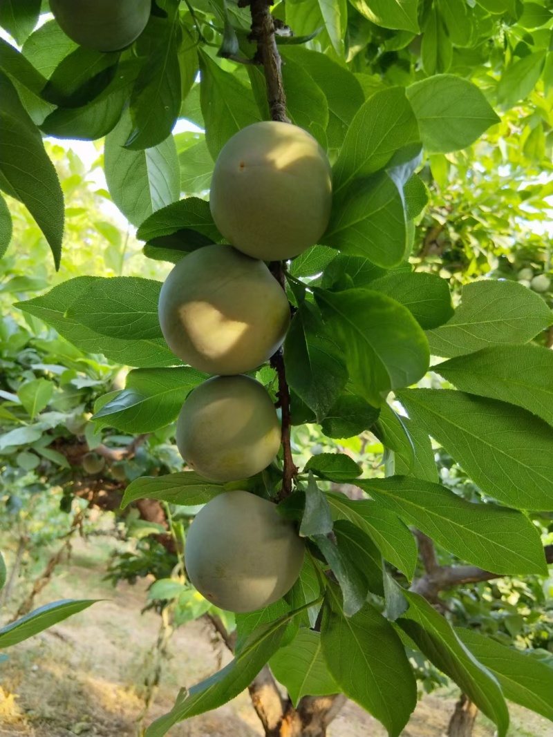 新疆味帝恐龙蛋