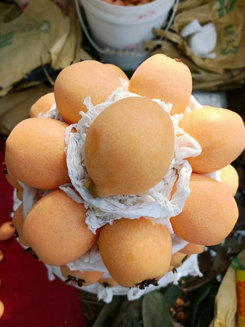 精品枇杷云南枇杷货源充足产地直发质量保证诚信经营