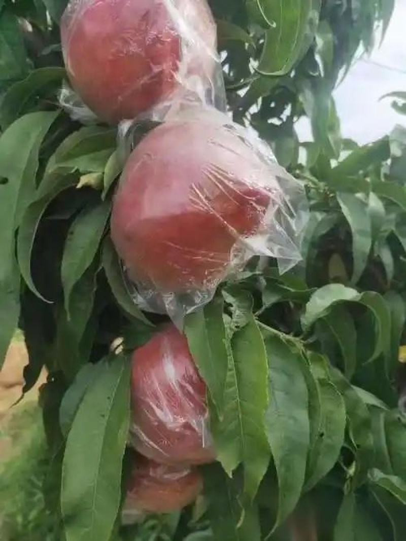 （膜袋毛桃）晚熟超越，硬质毛桃，产地直供。