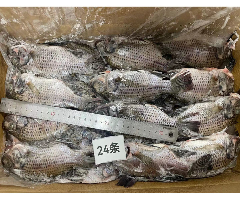 三去罗非鱼8斤24条装新鲜速冻罗非鱼烧烤鱼红烧鱼材料