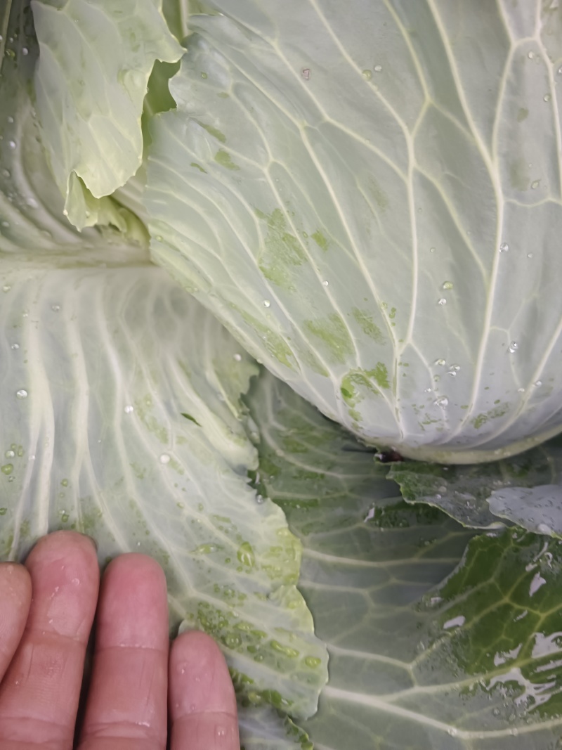 【热卖推荐】湖北天门京丰平包一手货源产地直发