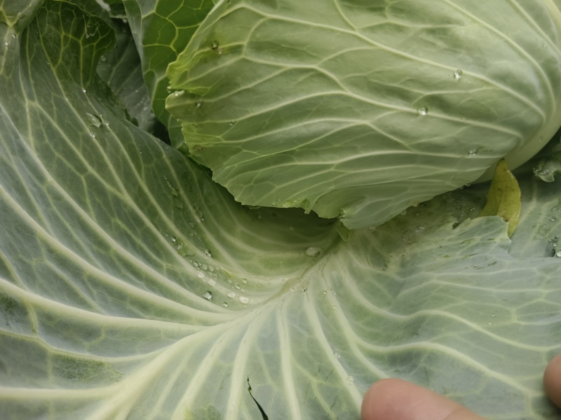 【热卖推荐】湖北天门京丰平包一手货源产地直发