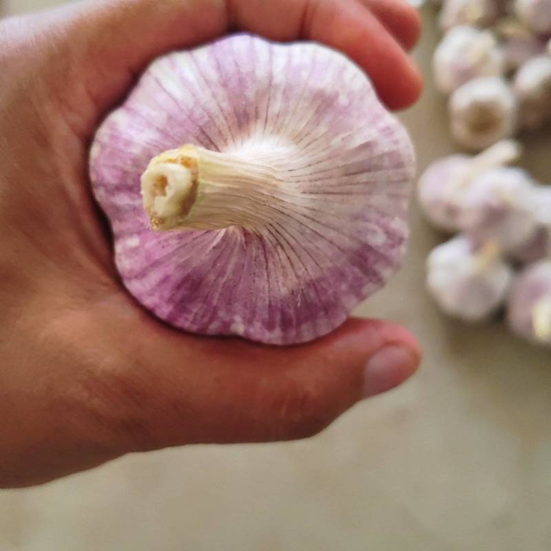 紫皮大蒜，干蒜