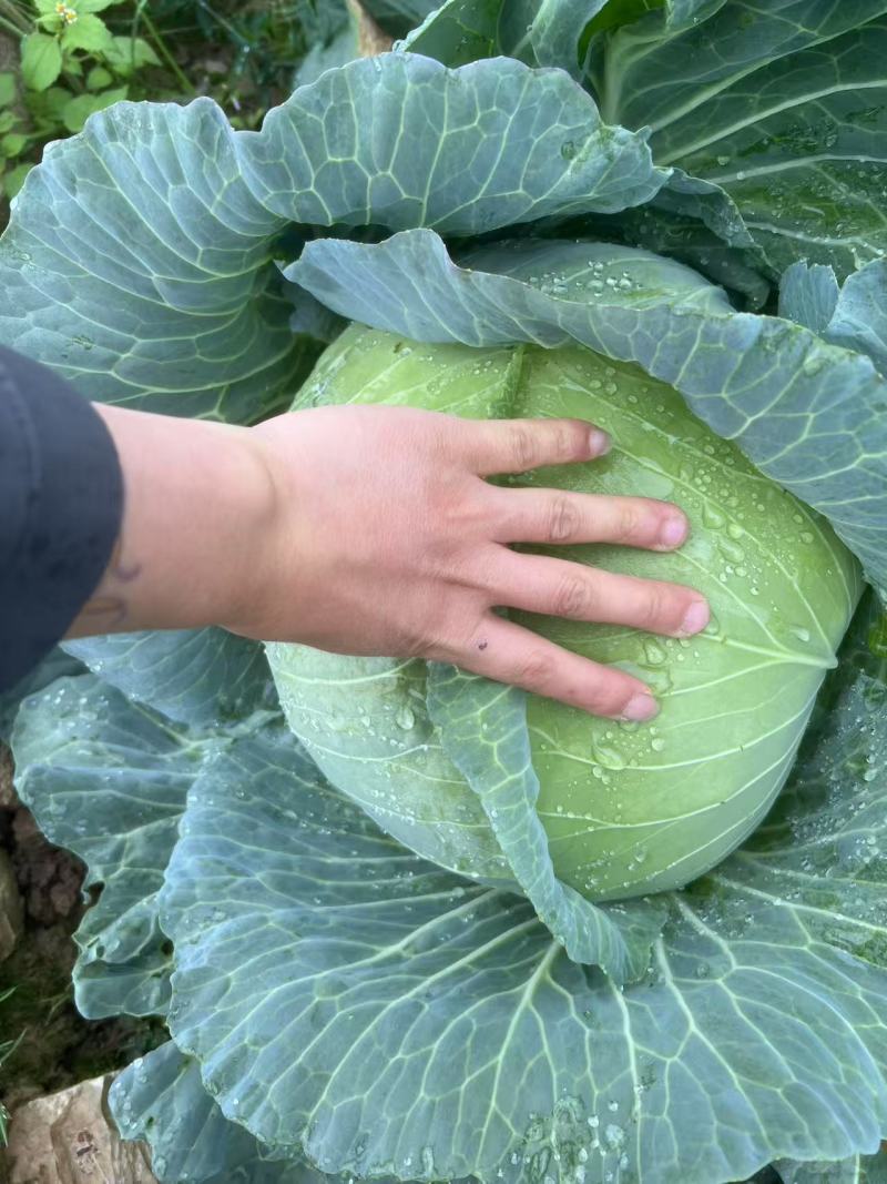 【热卖推荐】湖北天门京丰平包一手货源产地直发