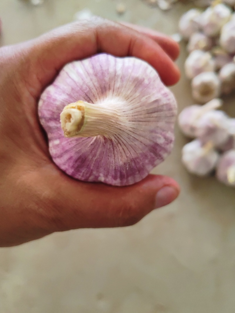 紫皮大蒜，干蒜