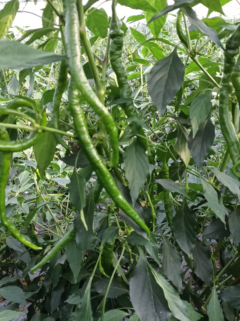 宁都螺线辣椒一手货源保质保量供货价钱实惠