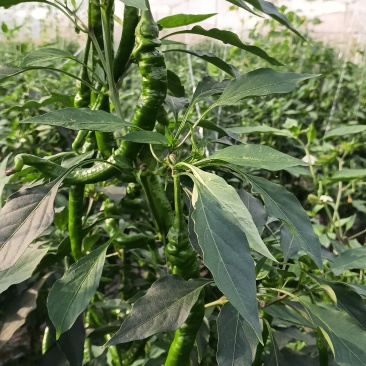 宁都螺线辣椒一手货源保质保量供货价钱实惠