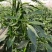 宁都螺线辣椒一手货源保质保量供货价钱实惠
