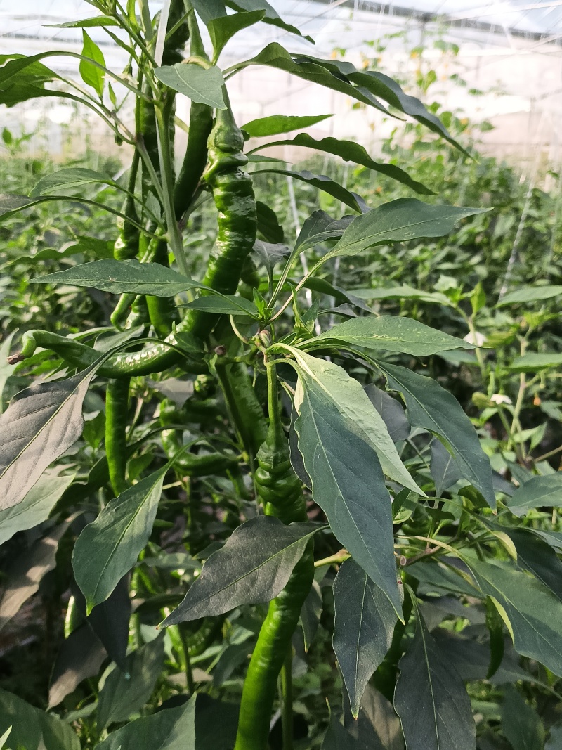 宁都螺线辣椒一手货源保质保量供货价钱实惠
