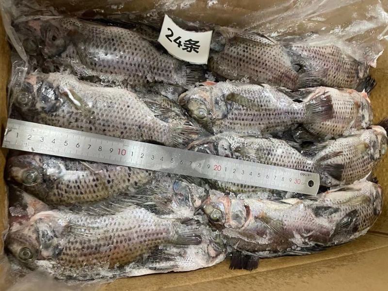 三去罗非鱼8斤24条装新鲜速冻罗非鱼烧烤鱼红烧鱼材料