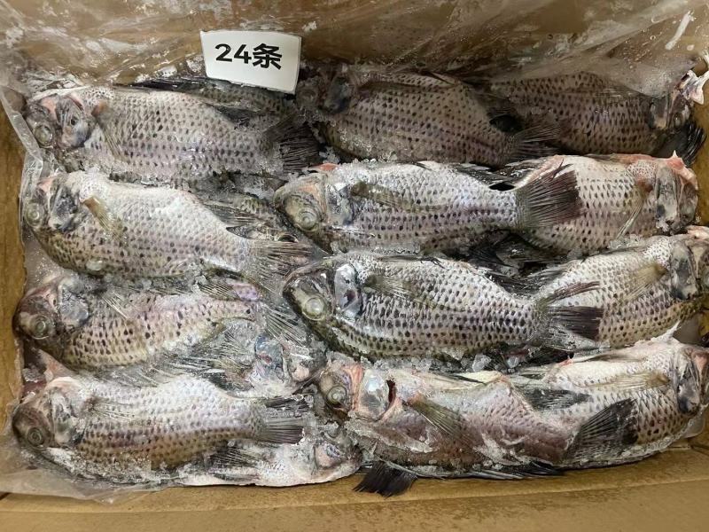 三去罗非鱼8斤24条装新鲜速冻罗非鱼烧烤鱼红烧鱼材料