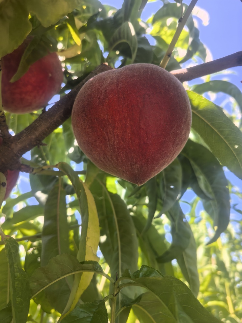 春蜜桃河北桃子规格齐全品种多量大优惠欢迎咨询采