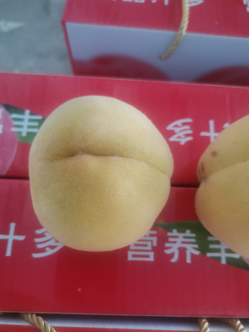 黄金凤，甜黄桃，套袋的huang桃