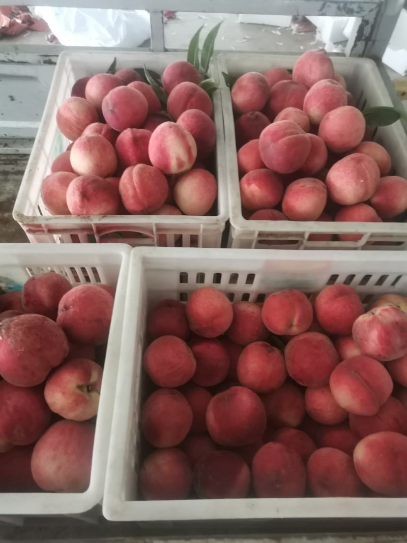 黄金凤，甜黄桃，套袋的huang桃