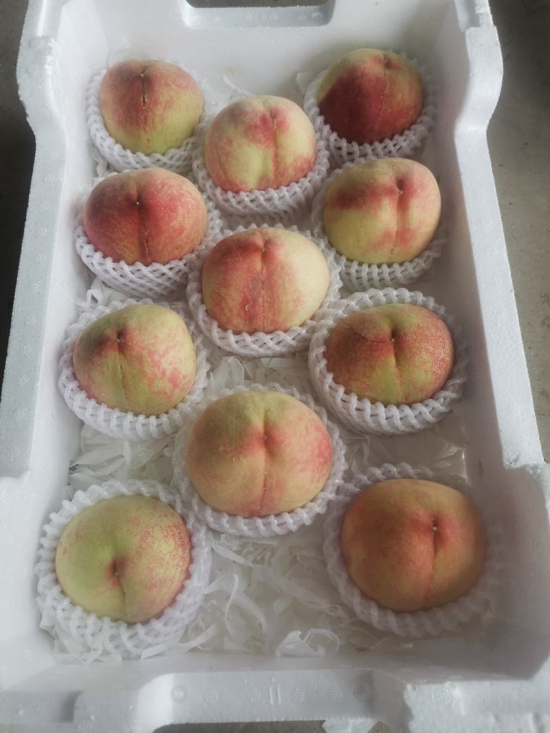 黄金凤，甜黄桃，套袋的huang桃