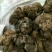 蜂胶原胶紫色黄金蜂农自产自销天然优质好胶纯原胶毛胶