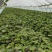 烟蜜薯25红薯苗