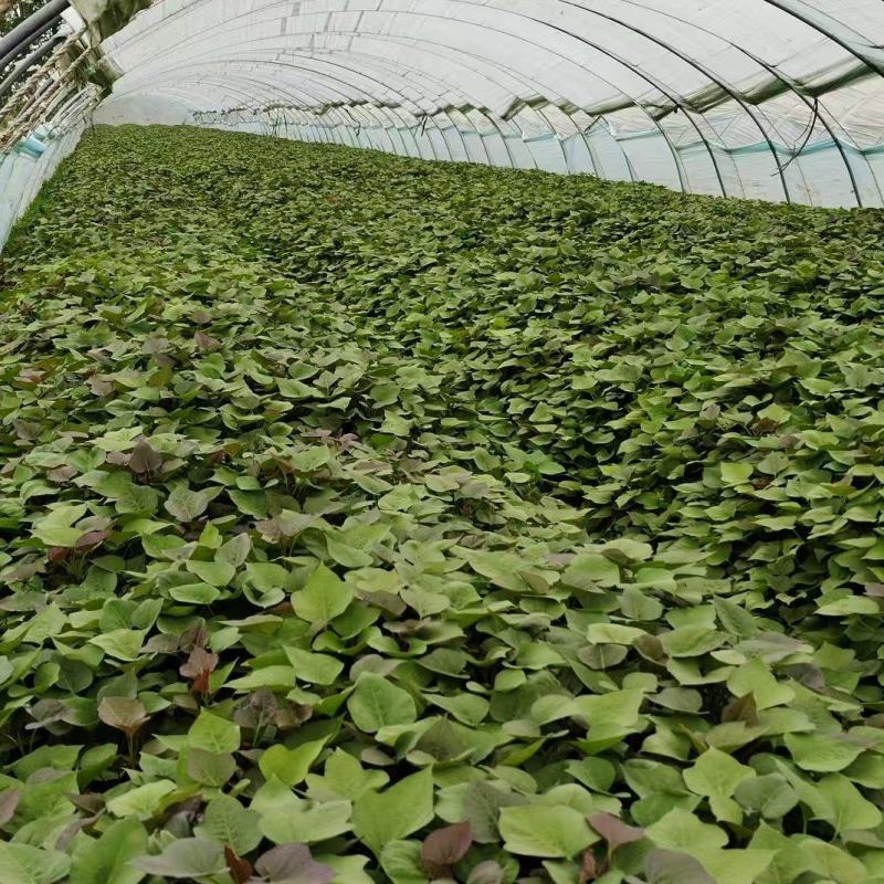 烟蜜薯25红薯苗