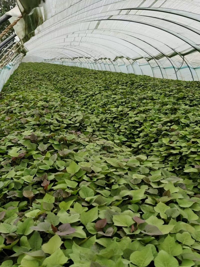 烟蜜薯25红薯苗
