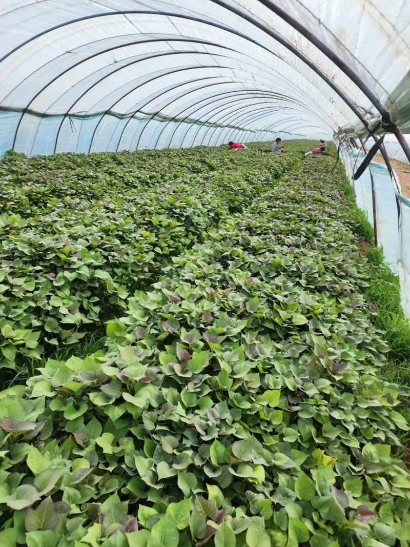 烟蜜薯25红薯苗