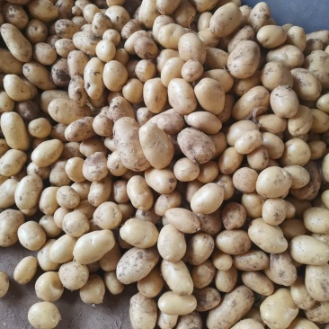 泰安露天土豆大量上市中，荷兰.希森沃土等各种品种物美价廉
