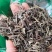 香薷冷背中药材2斤起包邮量大优惠