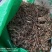 香薷冷背中药材2斤起包邮量大优惠