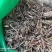 香薷冷背中药材2斤起包邮量大优惠