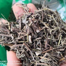 香薷冷背中药材2斤起包邮量大优惠