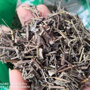 香薷冷背中药材2斤起包邮量大优惠