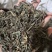 绞股蓝草药地道苦味绞股蓝2斤包邮量大优惠