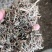 萹蓄草药2斤起包邮量大优惠