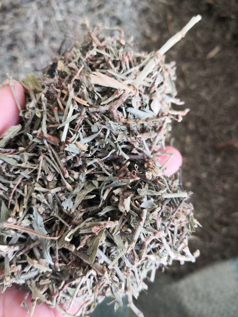 萹蓄草药2斤起包邮量大优惠