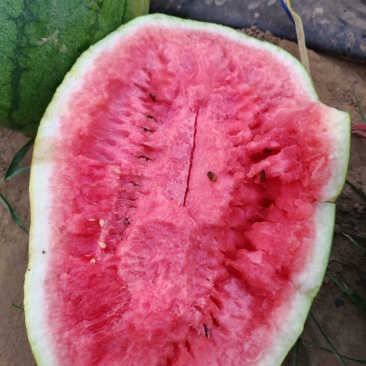 龙卷风西瓜，纯沙地，皮薄，全国发货，质量保证