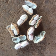 广东白沙花生大量接单产地直发量大从优欢迎来电咨询