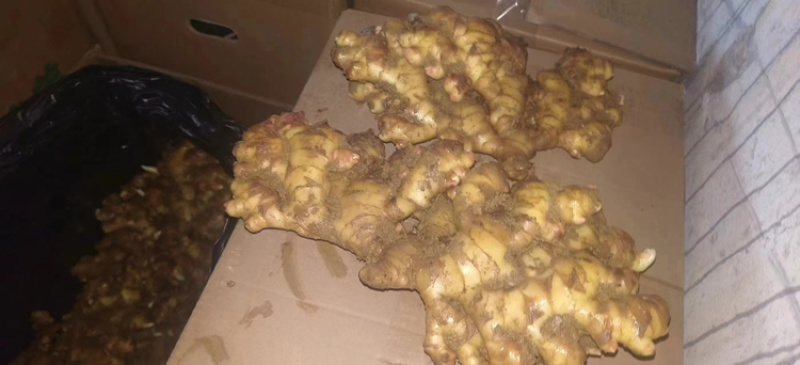 贵州二黄姜生姜各种生姜新鲜上市大量现货