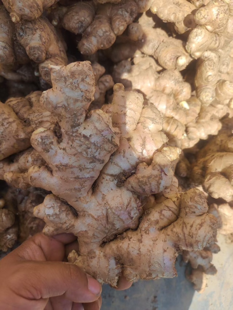 贵州二黄姜生姜各种生姜新鲜上市大量现货
