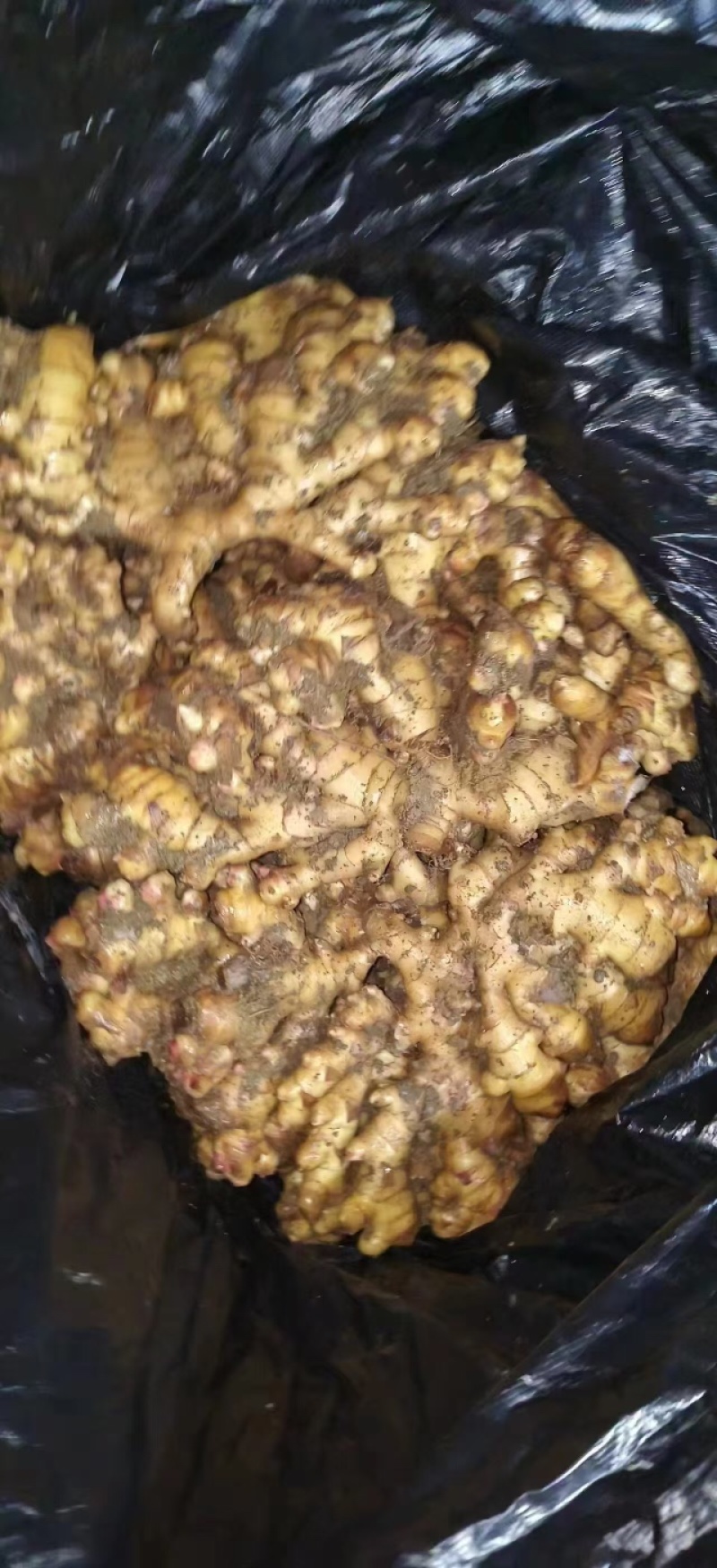 贵州二黄姜生姜各种生姜新鲜上市大量现货