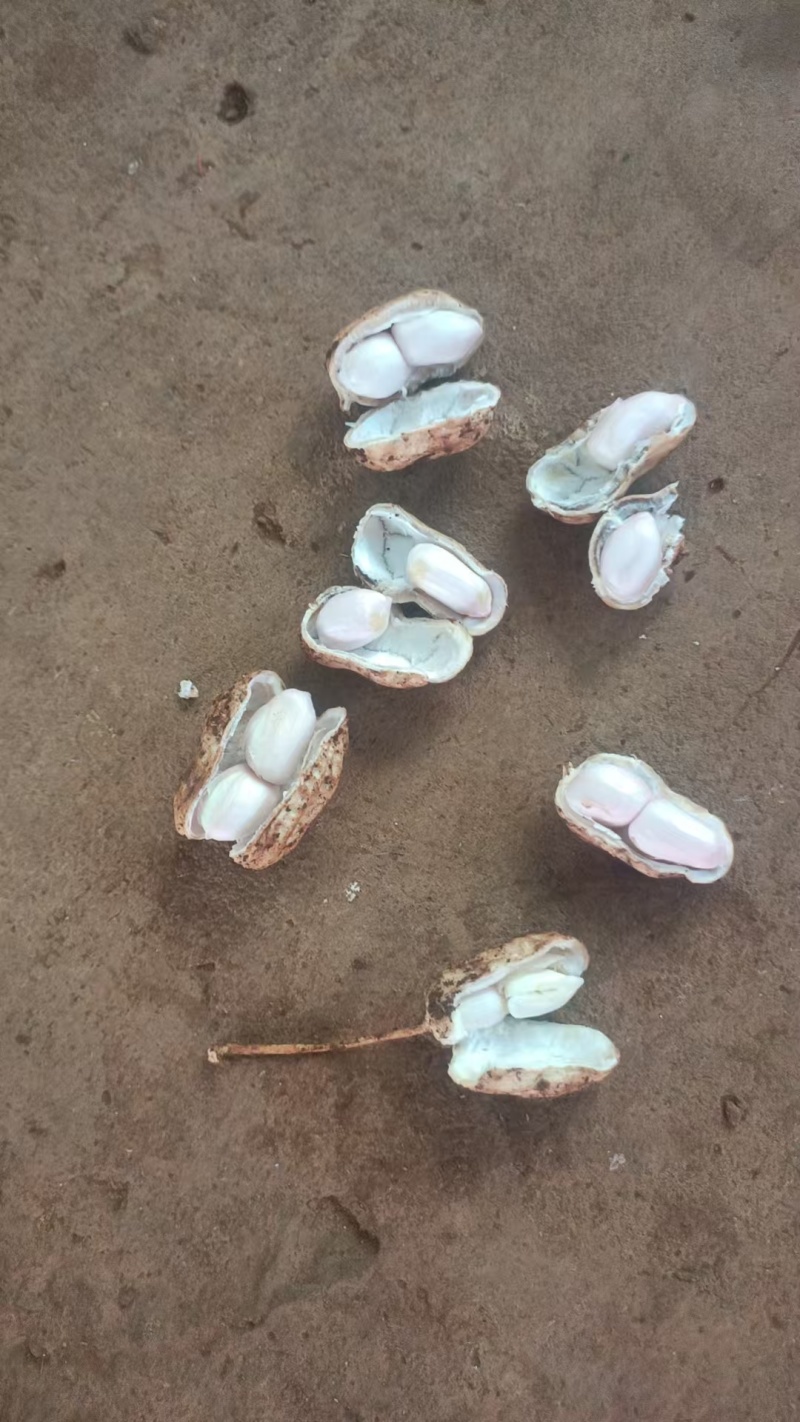 广东徐闻白沙花生大量接单产地直发量大从优欢迎来电